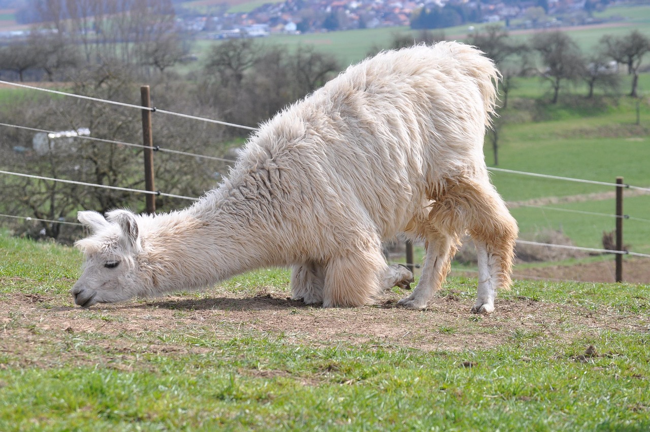 Profil Polda Banyuasin: Sejarah dan Perkembangannya
